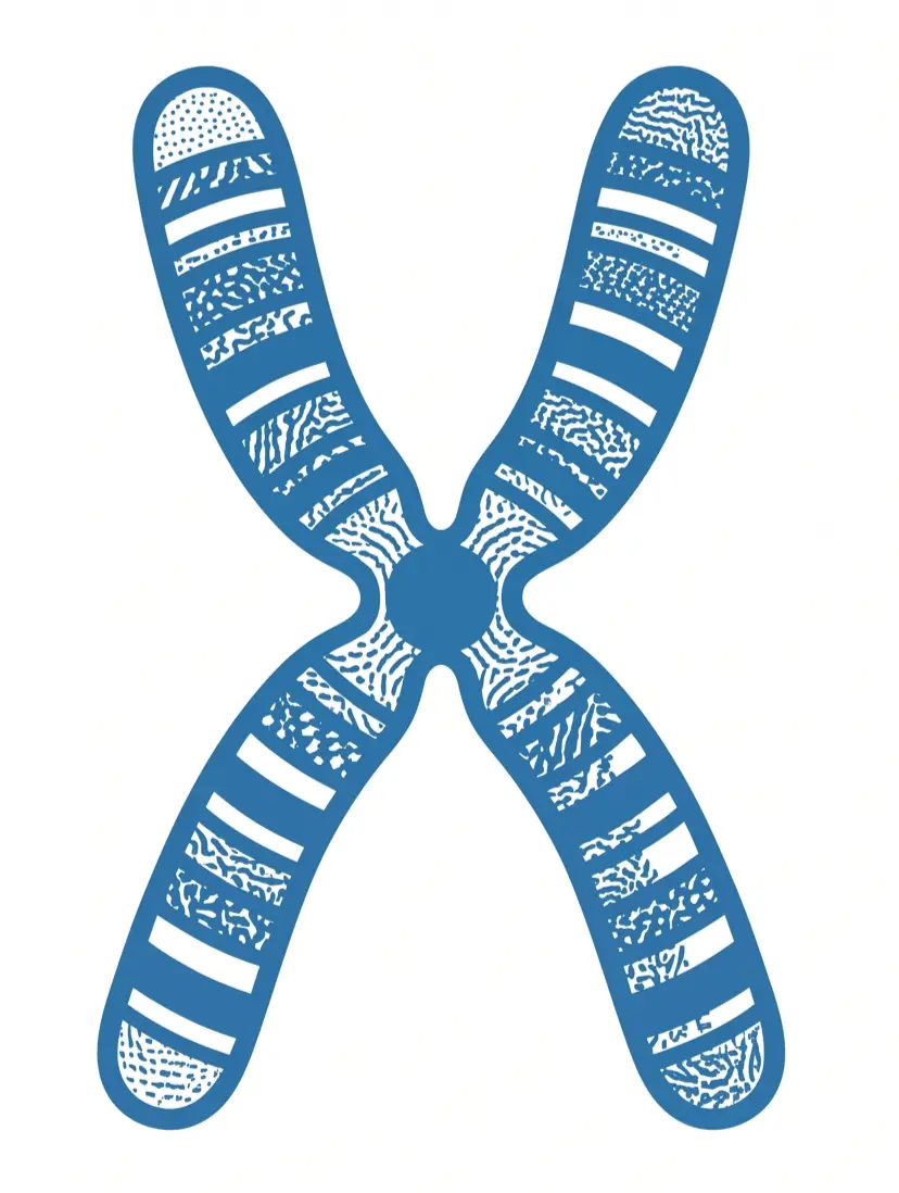 Stylized blue X-shaped chromosome with banded pattern, on white background